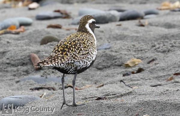 Photo of Pluvialis fulva